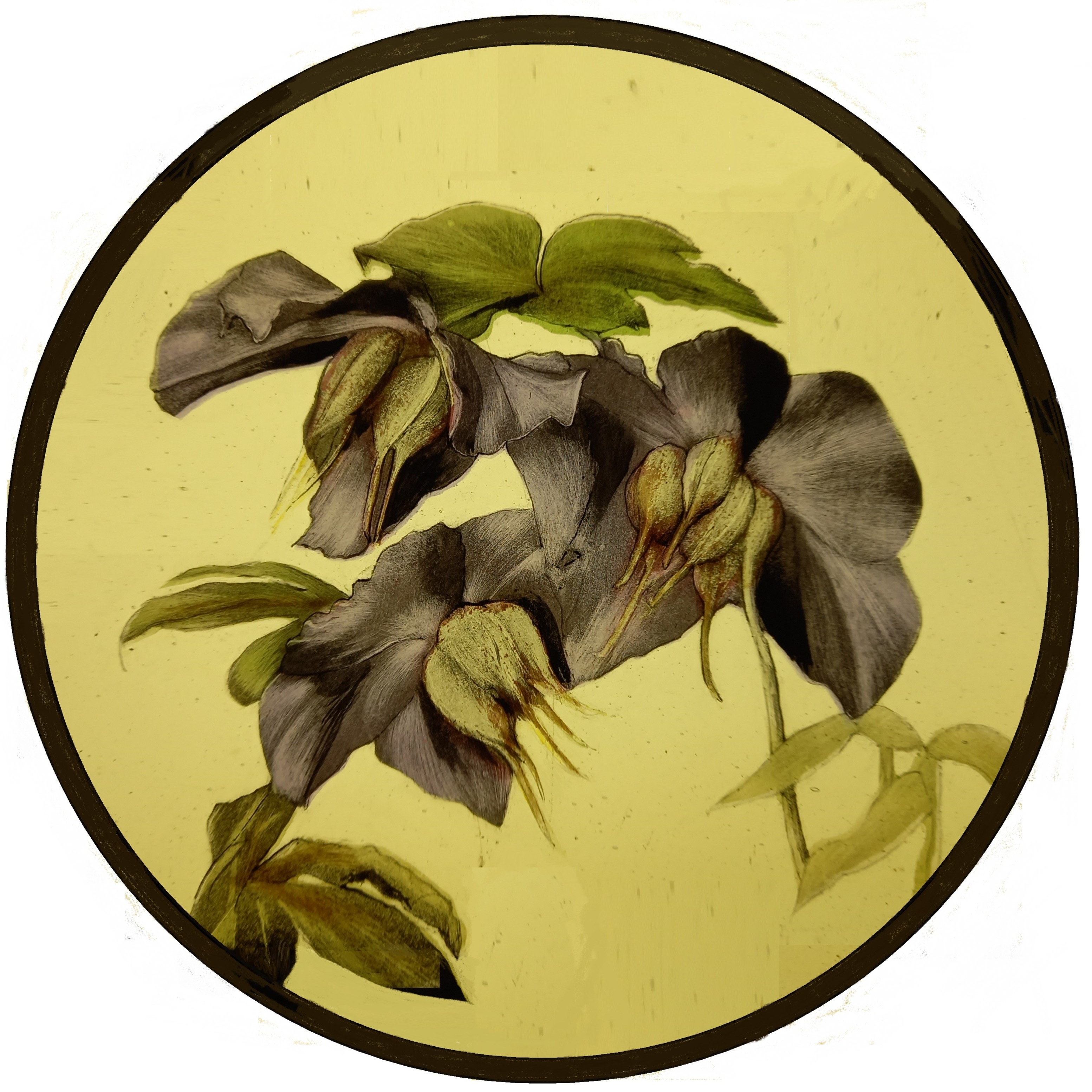 Hellebores — stained glass by Eleanor Carr